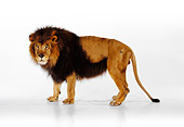 LNS 01 RK0259 01
Profile Full Body Shot Of African Male Lion Standing On White Seamless