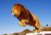 LNS 01 RK0269 16
African Lion On Hind Legs Ready To Jump