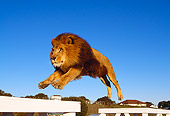 LNS 01 RK0270 17
African Male Lion Leaping In Air Blue Sky