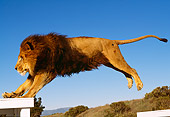 LNS 01 RK0271 19
African Male Lion Landing From Jump Blue Sky