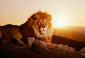 LNS 01 RK0295 02
African Male Lion Laying On Rocks Sunset Background