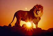 LNS 01 RK0427 01
Male Lion Standing On Rocks Against Sunset