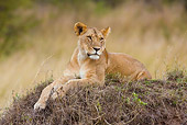 LNS 01 RW0001 01
African Lioness Laying On Grass Mound Kenya