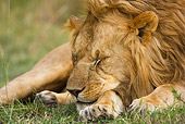 LNS 01 RW0002 01
Juvenile Male African Lion Sleeping On Savanna Kenya
