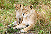 LNS 02 GL0001 01
Lionness Laying With Cub In Grass Kenya