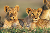 LNS 02 JE0001 01
Two Lion Cubs Laying On Grass At Dusk Kenya