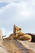 LNS 02 MC0009 01
Lioness Bathing Cub On Rocks Tanzania