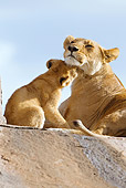 LNS 02 MC0011 01
Lioness And Cub Grooming On Rocks Serengeti National Park, Tanzania