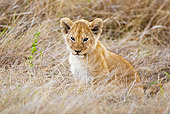 LNS 02 MC0012 01
Lion Cub Sitting In Grass Masai Mara, Kenya