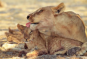 LNS 02 MH0001 01
Close-Up Of Lioness Grooming Cub In Savanna Botswana