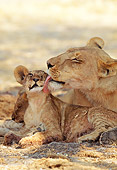 LNS 02 MH0002 01
Close-Up Of Lioness Grooming Cub In Savanna Botswana
