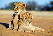 LNS 02 MH0003 01
Two Lion Cubs Playing On Savanna Botswana