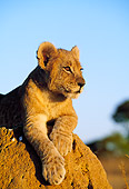 LNS 02 MH0004 01
Portrait Of Lion Cub Gazing Into Sunset Botswana