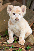 LNS 02 MH0005 01
Portrait Of White Lion Cub Sitting By Rocks South Africa
