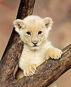 LNS 02 RK0002 02
Head Shot Of White Lion Cub In Fork Of Tree Brown Mottled Background