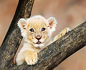 LNS 02 RK0002 10
Head Shot Of White Lion Cub In Fork Of Tree Brown Mottled Background