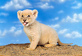 LNS 02 RK0031 01
Lion Cub Sticking Out Tongue
