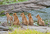 LNS 02 RW0009 01
Back View Of Five African Lion Cubs Sitting By Stream Masai Mara National Reserve, Kenya