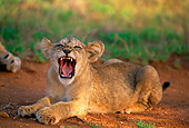 LNS 02 DB0007 01
African Male Lion Cub Yawning Africa