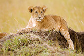 LNS 02 NE0001 01
African Lion Cub Laying On Dirt Mound Kenya