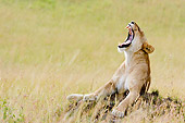 LNS 02 NE0002 01
African Lion Laying On Dirt Mound Kenya