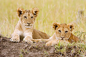 LNS 02 NE0003 01
Two African Lion Cubs Laying On Dirt Mound Kenya