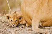 LNS 02 NE0004 01
African Lion Cub Laying By Mother Kenya