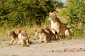 LNS 02 NE0006 01
Pride Of African Lions Sitting On Dirt By Shrubs Kenya