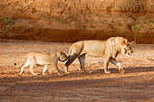 LNS 02 NE0007 01
African Lion Cub And Young Male Walking On Dirt Kenya
