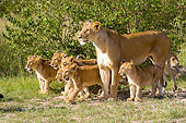 LNS 02 NE0008 01
African Lion Mother And Cubs Standing On Grass By Shrubs Kenya