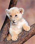 LNS 02 RK0001 02
White Lion Cub Laying In Fork Of Tree Branch Brown Marble Background