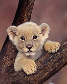 LNS 02 RK0002 04
Head Shot Of White Lion Cub In Fork Of Tree Brown Mottled Background