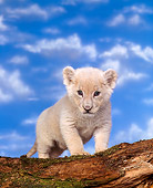 LNS 02 RK0007 01
White Lion Cub Standing On Tree Trunk Facing Camera Blue Clouds Background