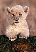 LNS 02 RK0011 19
White Lion Cub On Log