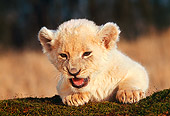 LNS 02 RK0012 03
Close Up Shoulder Shot Of White Lion Leaning On Trunk Mouth Open Facing Camera