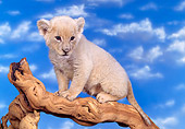 LNS 02 RK0046 01
White Lion Sitting Sideways On Lifted Branch Facing Camera Blue Clouds Background