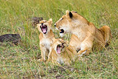 LNS 02 RW0001 01
African Lion Mother And Cubs Sitting And Laying In Grass Roaring Kenya