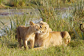 LNS 02 RW0002 01
African Lion Mother Kissing Cub By Watering Hole On Savanna Kenya