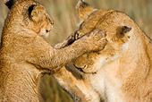 LNS 02 RW0004 01
African Lion Cub Playing Covering Mother's Eyes On Savanna Kenya