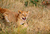 LNS 02 TL0004 01
African Lion Cub Growling In Dry Grass