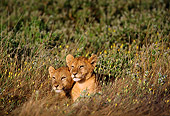 LNS 02 TL0007 01
Head Shot Of Two African Lion Cubs Hiding In Bush