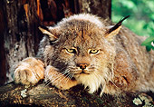 LYX 01 BA0001 01
Close-Up Of Canadian Lynx Laying On Rock In Forest