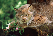 LYX 01 BA0002 01
Close-Up Of Canadian Lynx Laying On Rock By Pink Flower