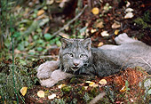 LYX 01 BA0003 01
Close-Up Of Canadian Lynx Laying In Forest