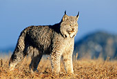 LYX 01 KH0001 01
Canadian Lynx Standing In Field