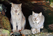 LYX 01 RK0045 02
Two Canadian Lynx Sitting And Laying Next To Each Other Underneath Tree