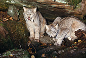 LYX 01 RK0045 10
Two Canadian Lynx Sitting And Laying Next To Each Other Underneath Tree
