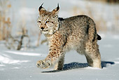 LYX 01 WF0001 01
Siberian Lynx Running Through Snow