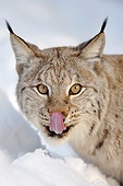 LYX 01 WF0002 01
Head Shot Of European Lynx Licking Face After Eating