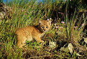 LYX 01 DB0001 01
Lynx Kitten Standing On Grass